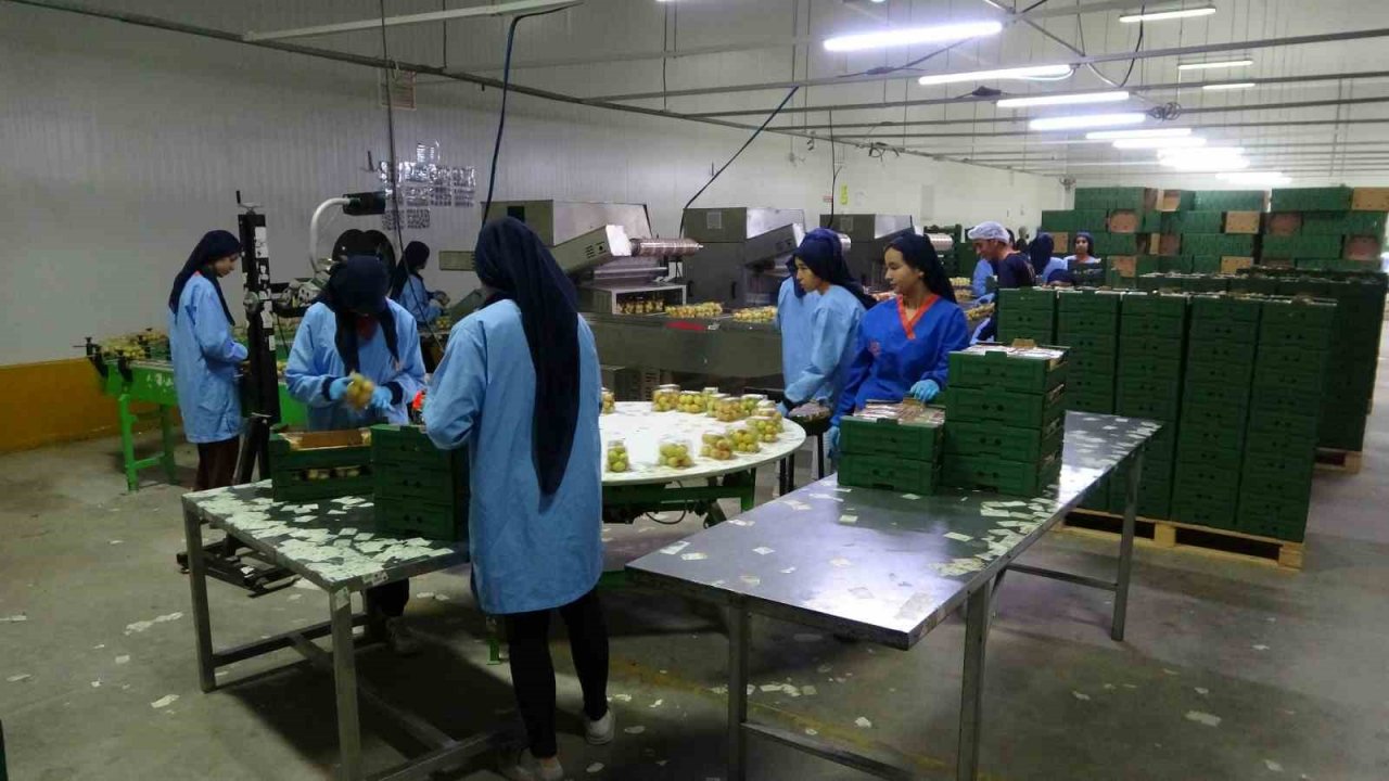 Avrupa’nın yaş kayısısı Malatya’dan