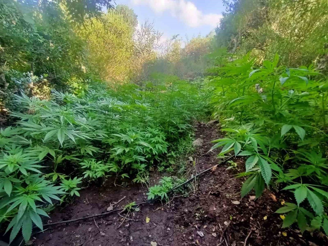 Kırkağaç’ta uyuşturucu operasyonu