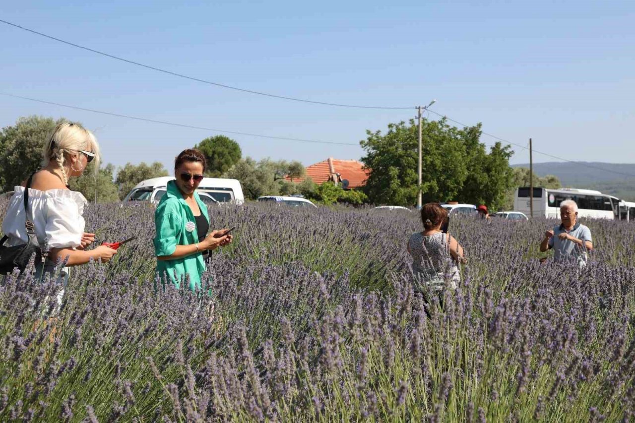 Muğla’nın ‘Mor’ bahçesine ziyaretçi akını