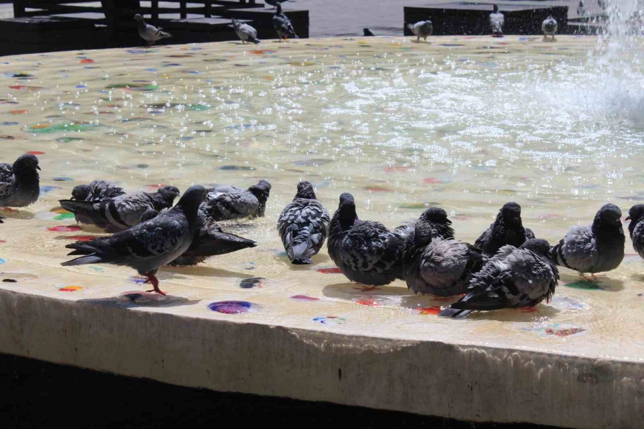 Eskişehir’de sıcaktan bunalan güvercinler süs havazunda serinliyor