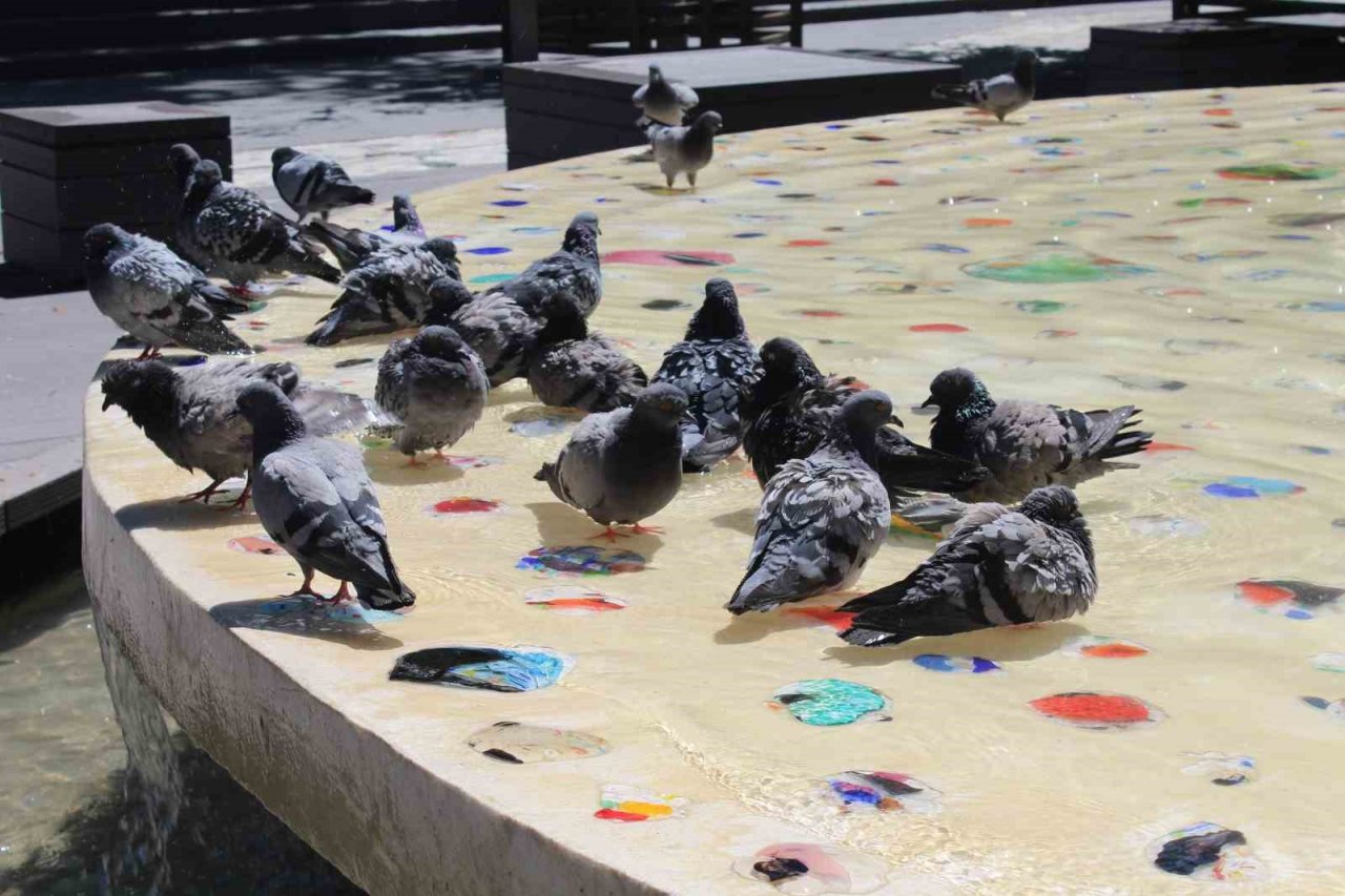 Eskişehir’de sıcaktan bunalan güvercinler süs havazunda serinliyor