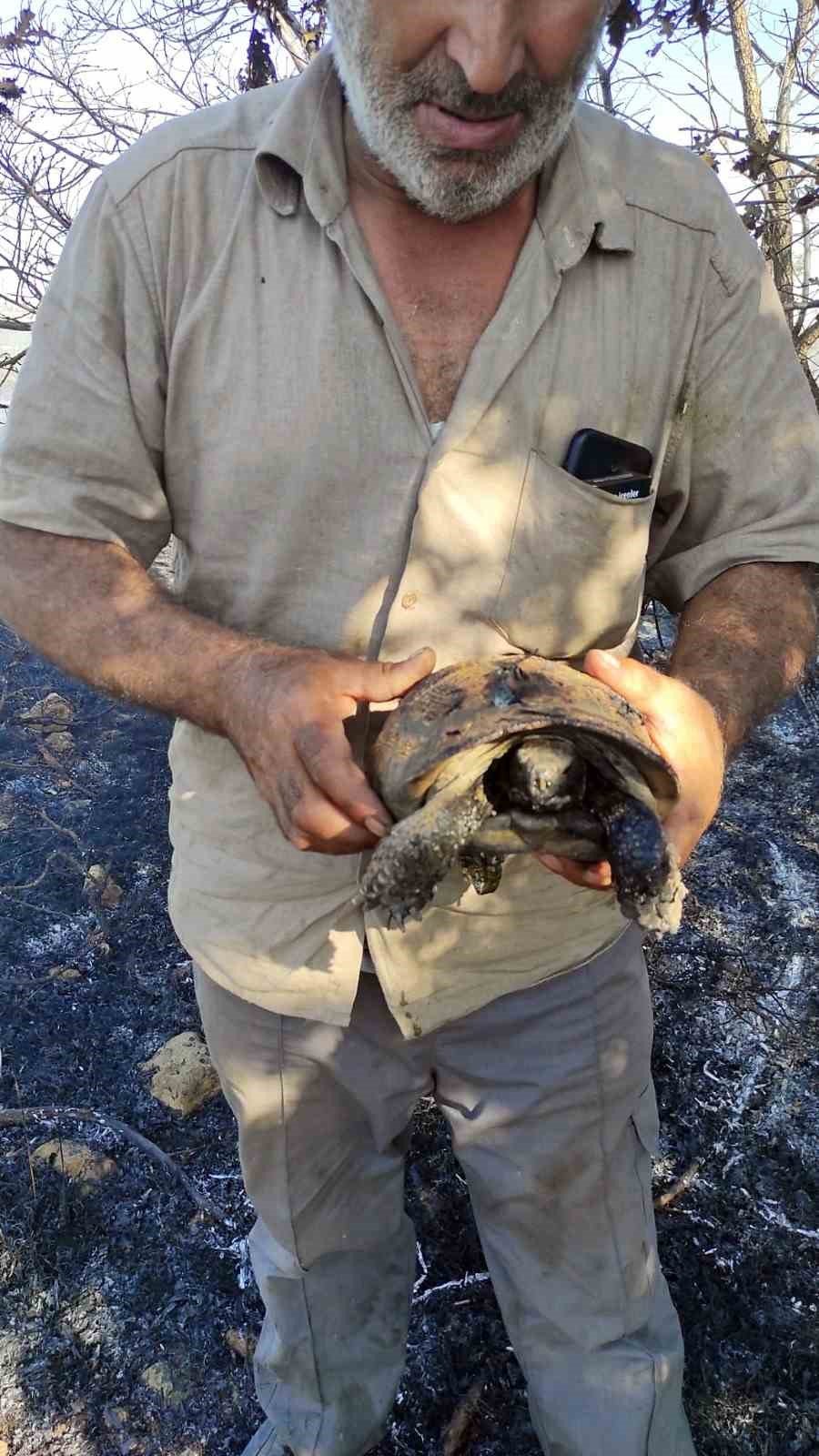 Tarladan ormana sıçrayan yangında hayvanlar da zarar gördü