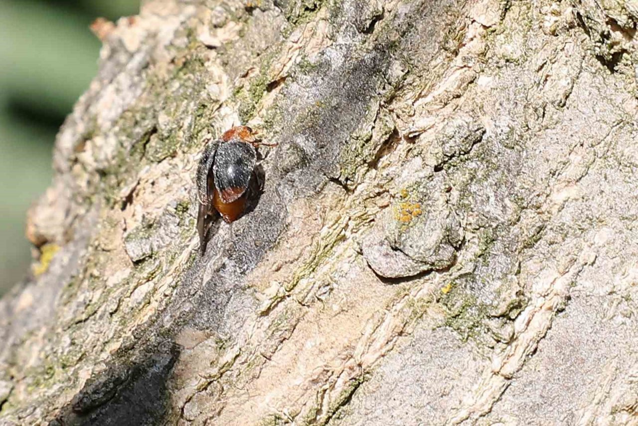 Büyükşehir’in çiftçilere faydalı böcek desteği ara vermedi