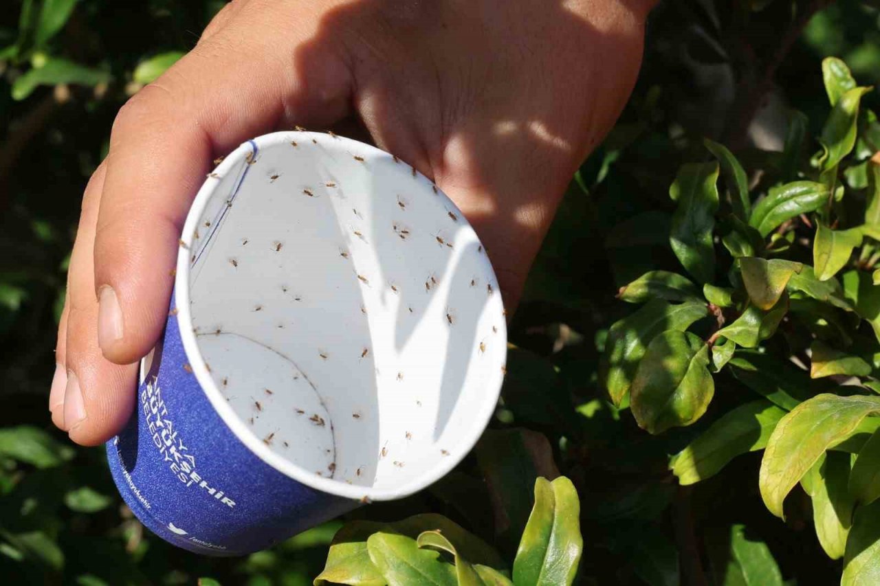 Büyükşehir’in çiftçilere faydalı böcek desteği ara vermedi