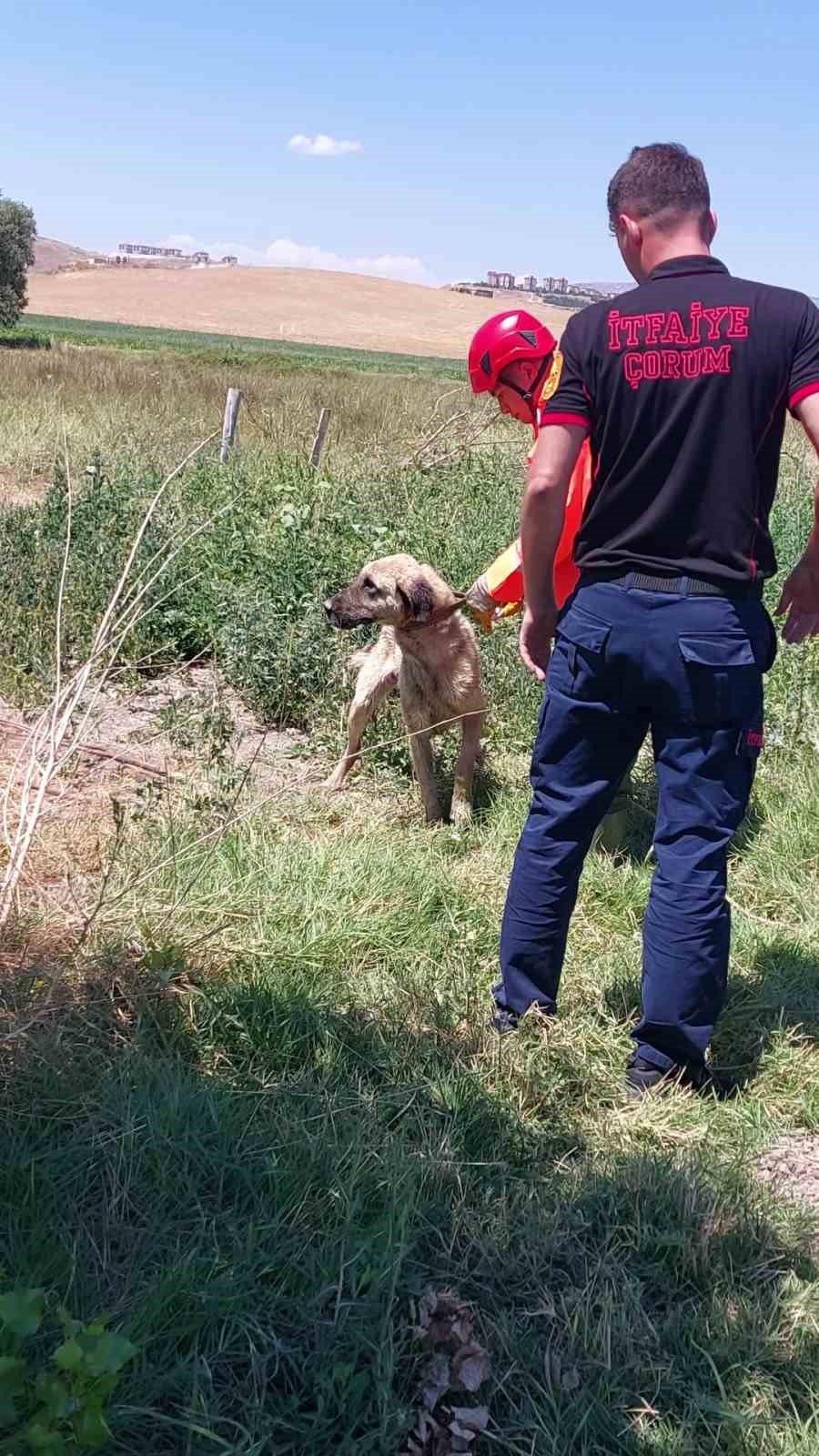 Su kuyusuna düşen köpeği itfaiye ekipleri kurtardı