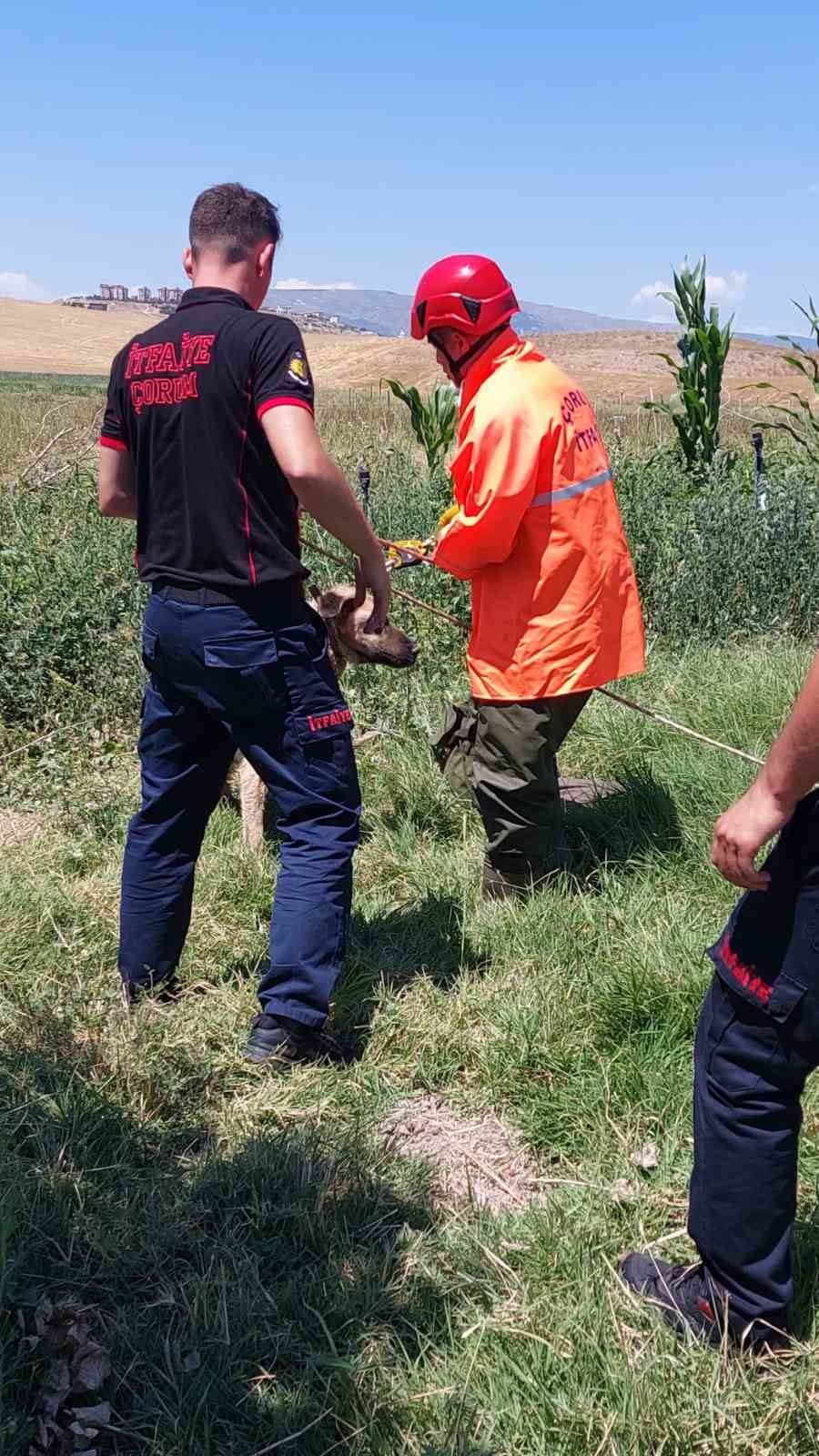Su kuyusuna düşen köpeği itfaiye ekipleri kurtardı