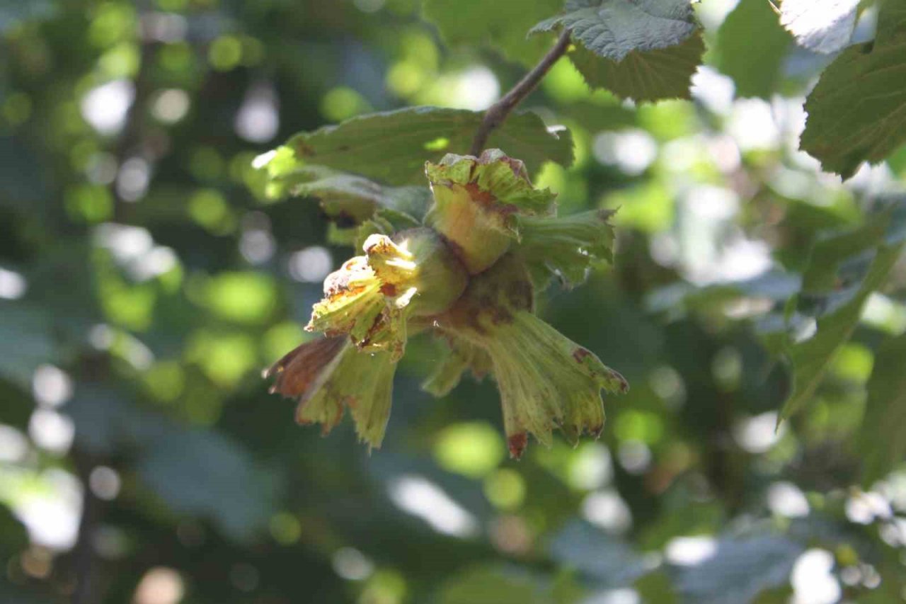 Fındık üreticisine ’erken hasat’ uyarısı: Zararı 240 milyon TL