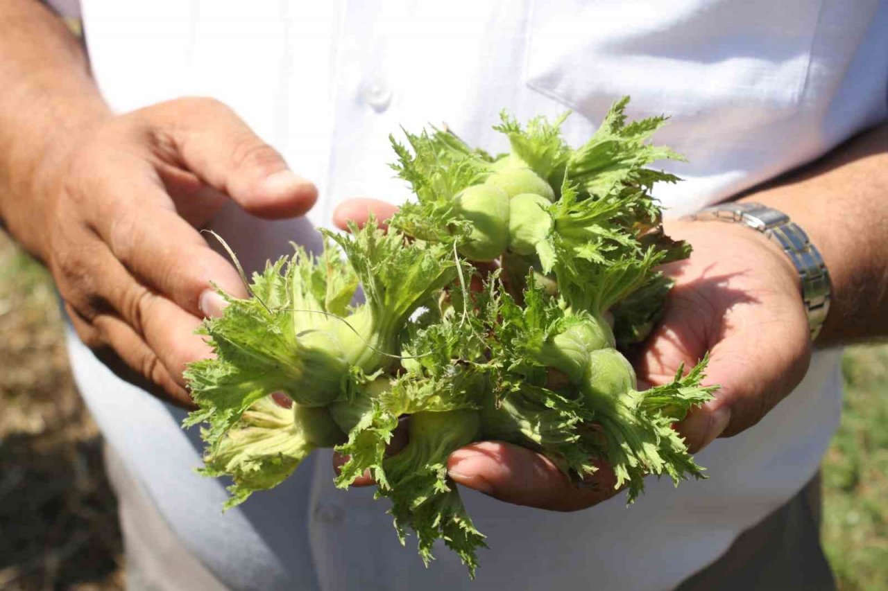 Fındık üreticisine ’erken hasat’ uyarısı: Zararı 240 milyon TL
