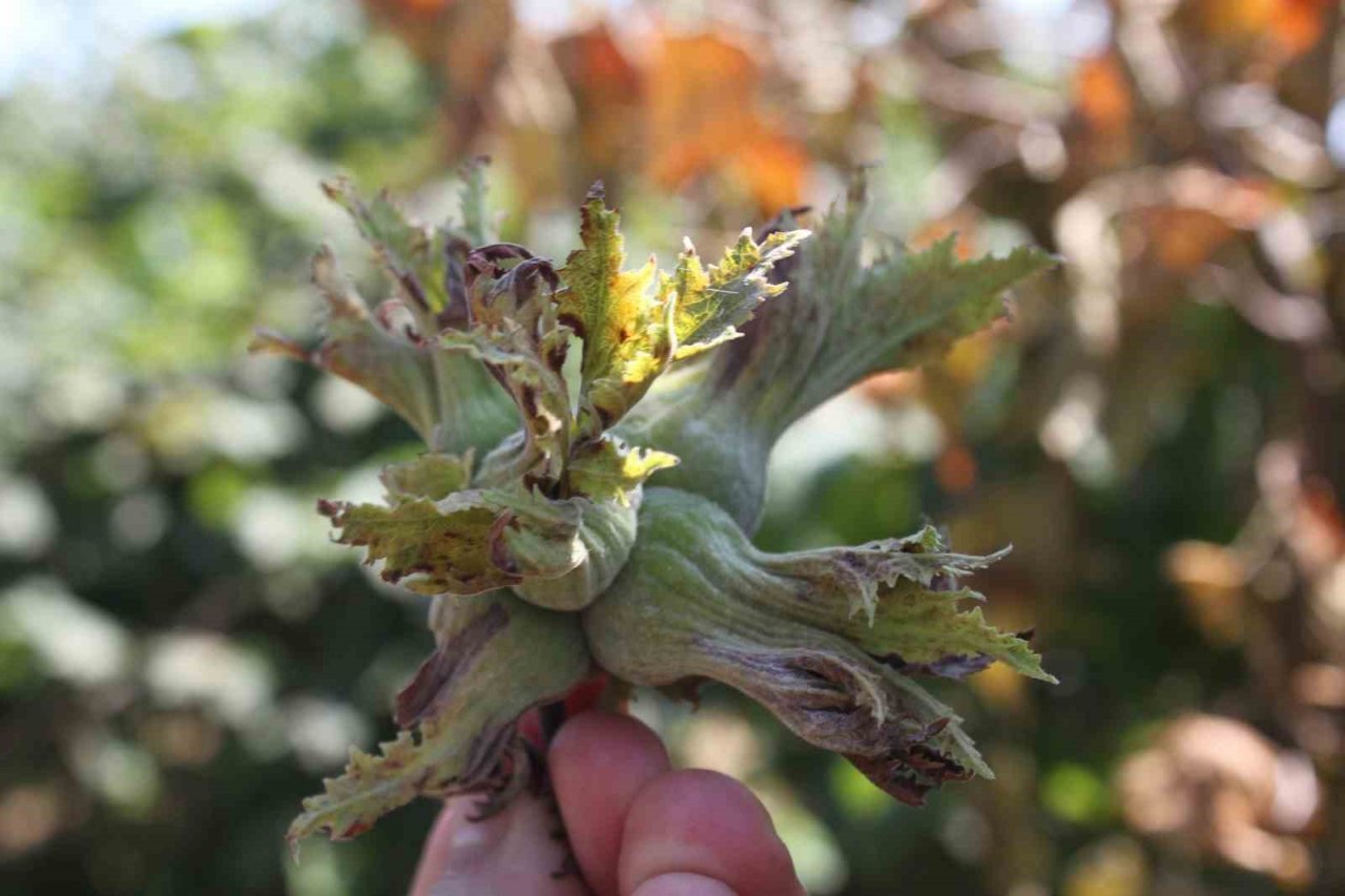 Fındık üreticisine ’erken hasat’ uyarısı: Zararı 240 milyon TL