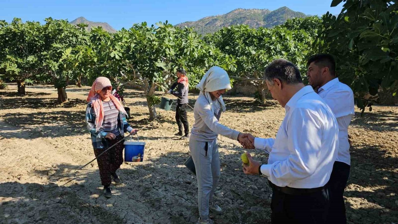 Buharkent’te erkenci taze incir hasadı başladı