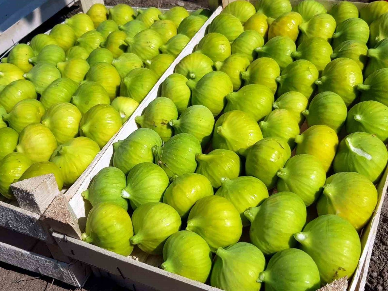 Buharkent’te erkenci taze incir hasadı başladı