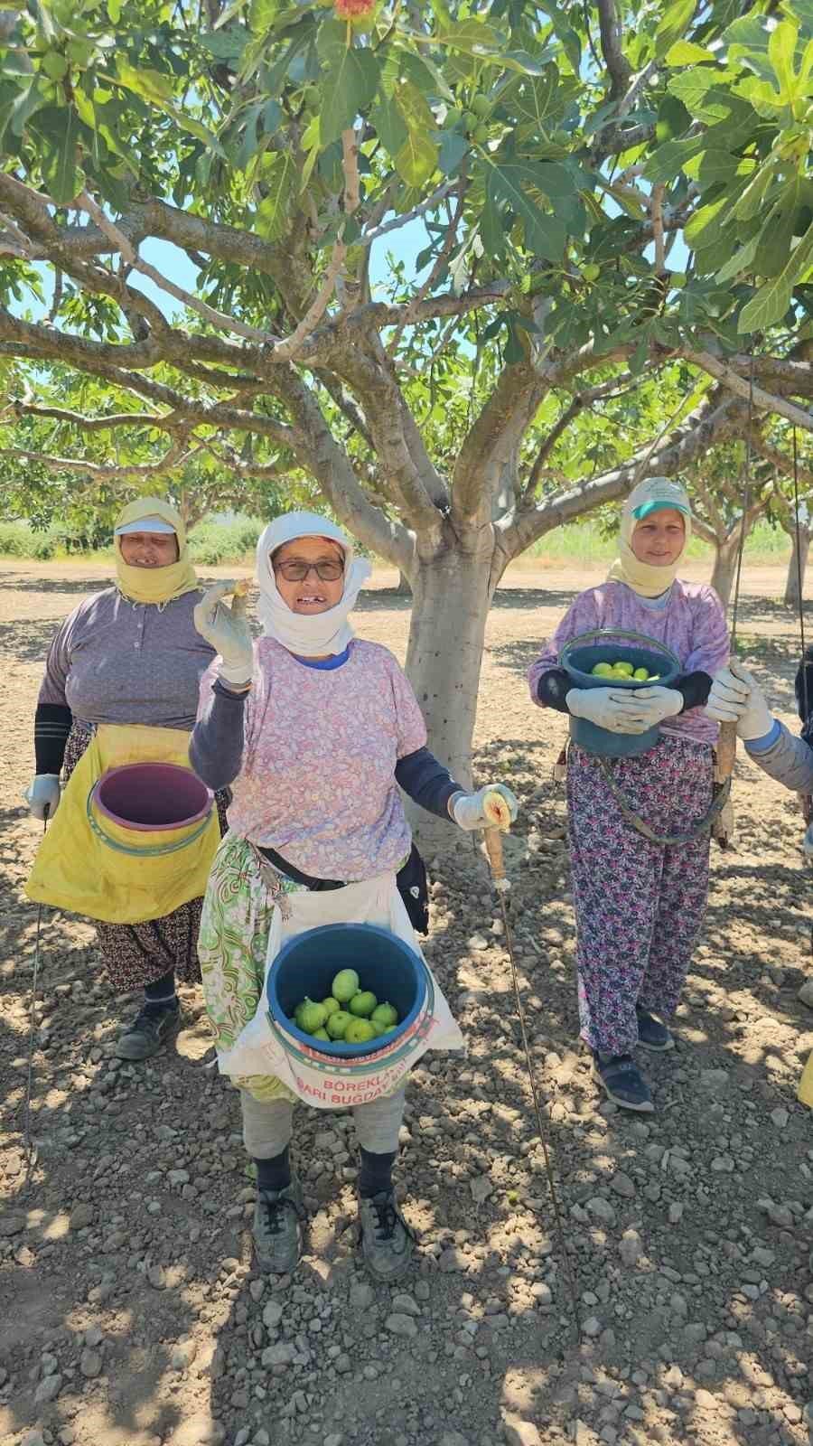 Buharkent’te erkenci taze incir hasadı başladı