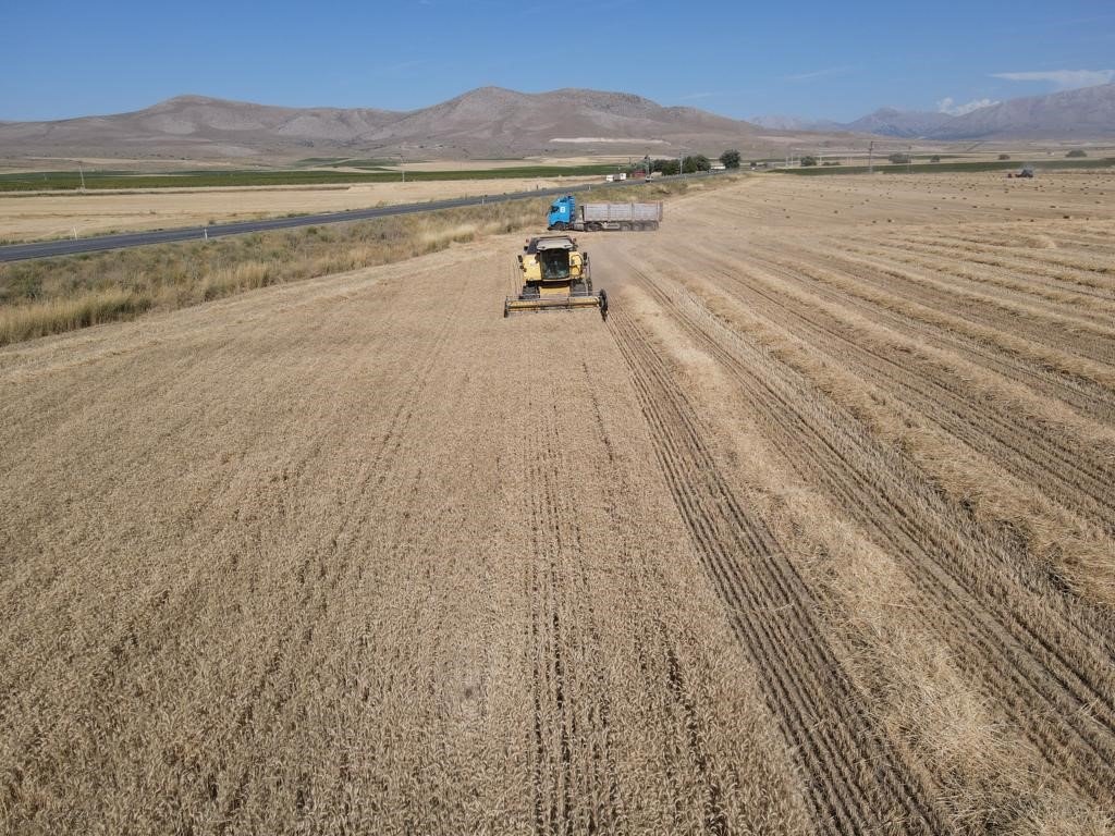 Tomarza’da hububat hasat zamanı başladı