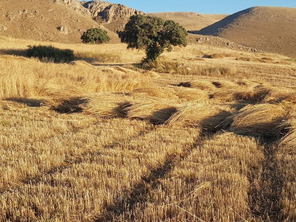 Kuluncak’ta buğday hasadı