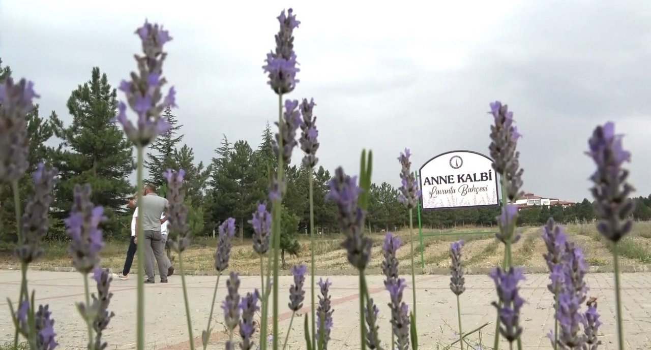 Lavanta bahçesinin bakımını gönüllü öğretim görevlileri yapıyor