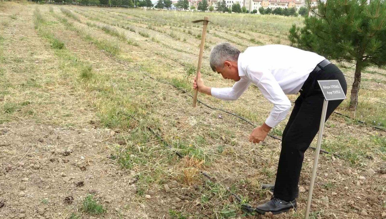 Lavanta bahçesinin bakımını gönüllü öğretim görevlileri yapıyor