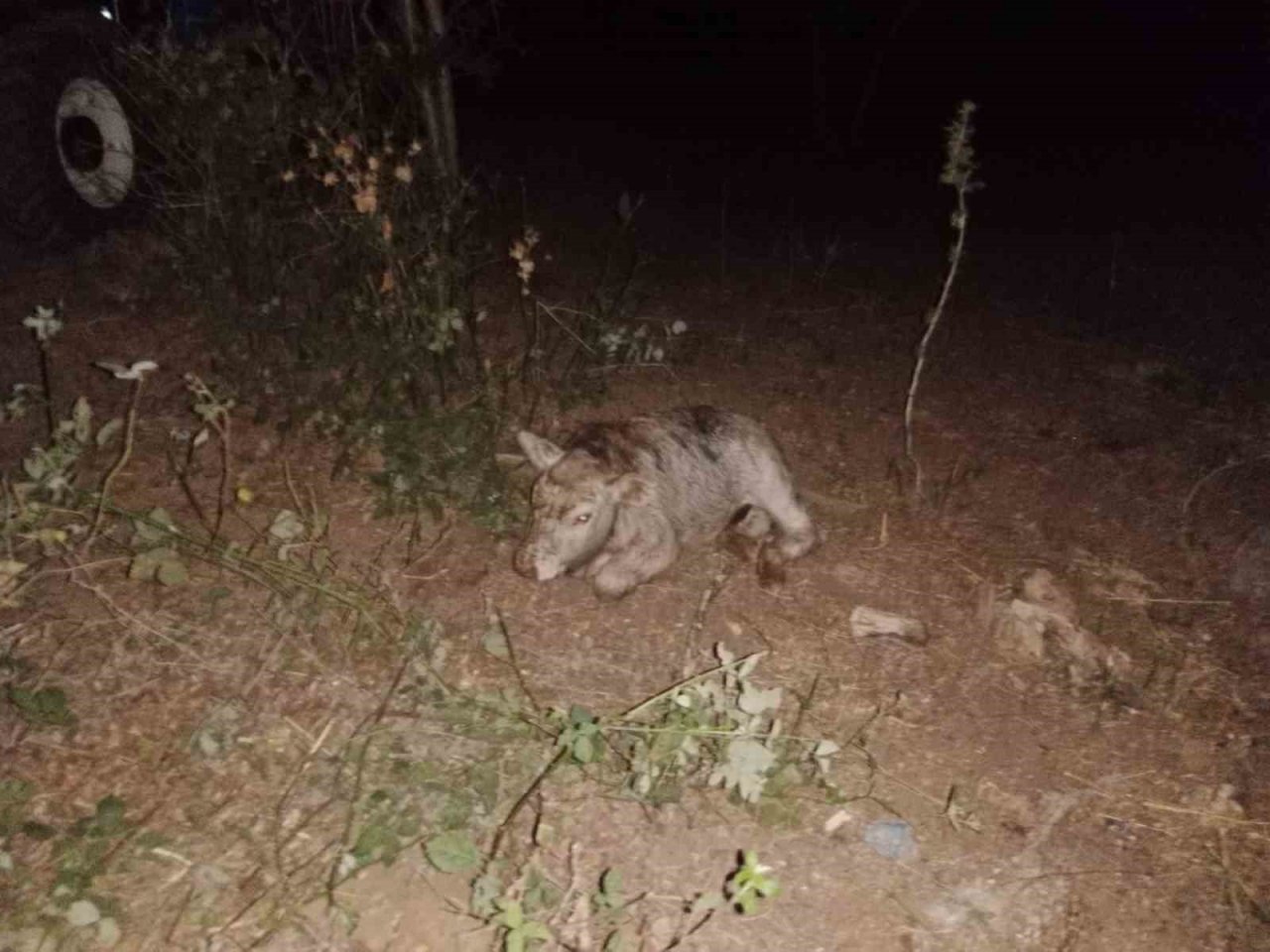 Mağaraya düşen danayı itfaiye kurtardı