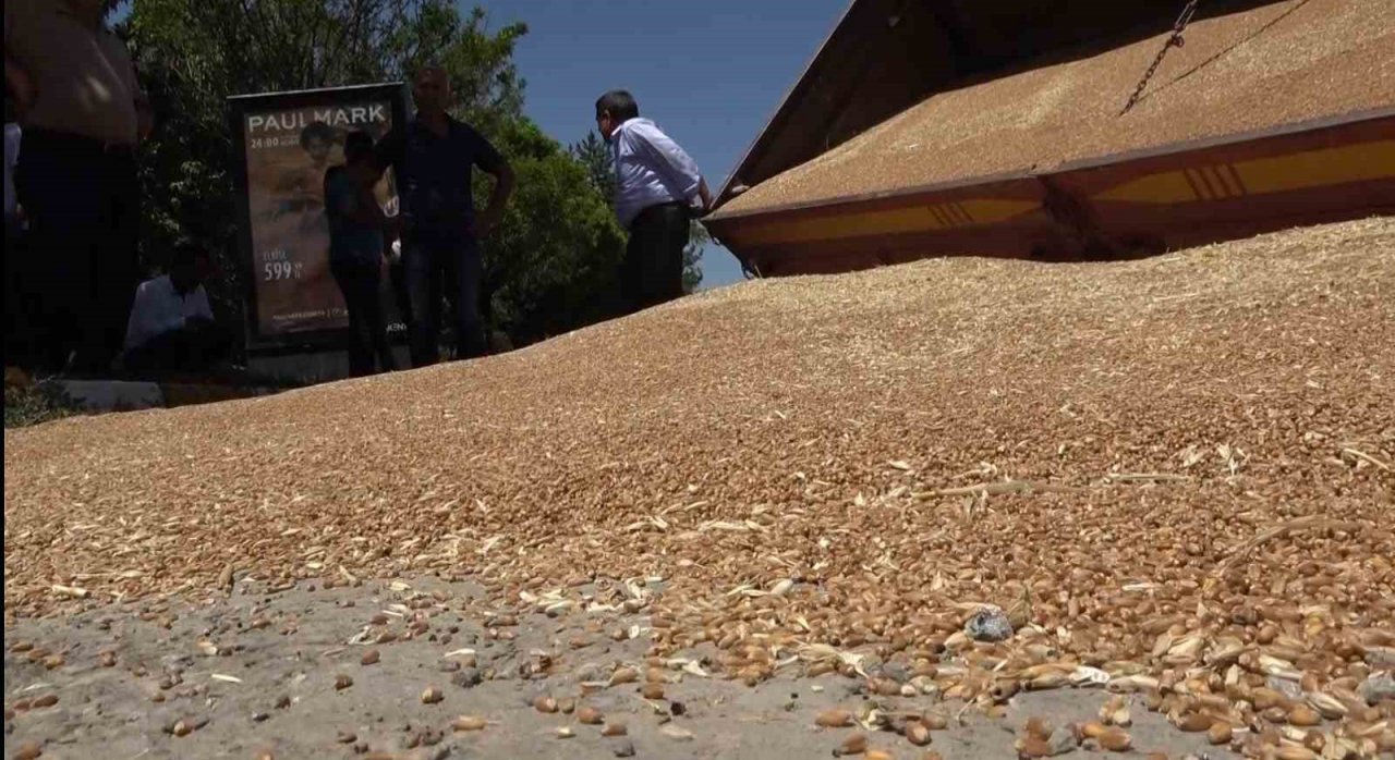 Muş’ta buğday yüklü römork devrildi