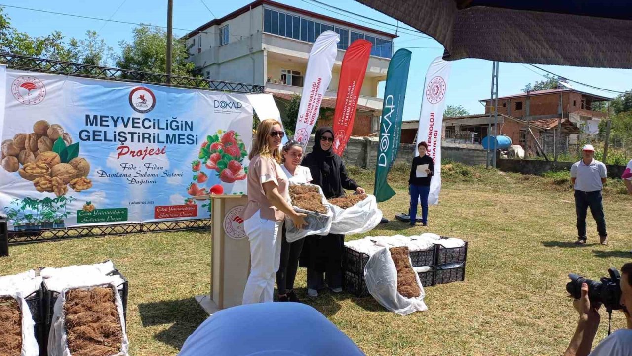 Samsun’da çilek üreticisine 750 bin fide desteği
