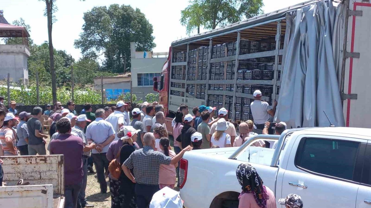 Samsun’da çilek üreticisine 750 bin fide desteği