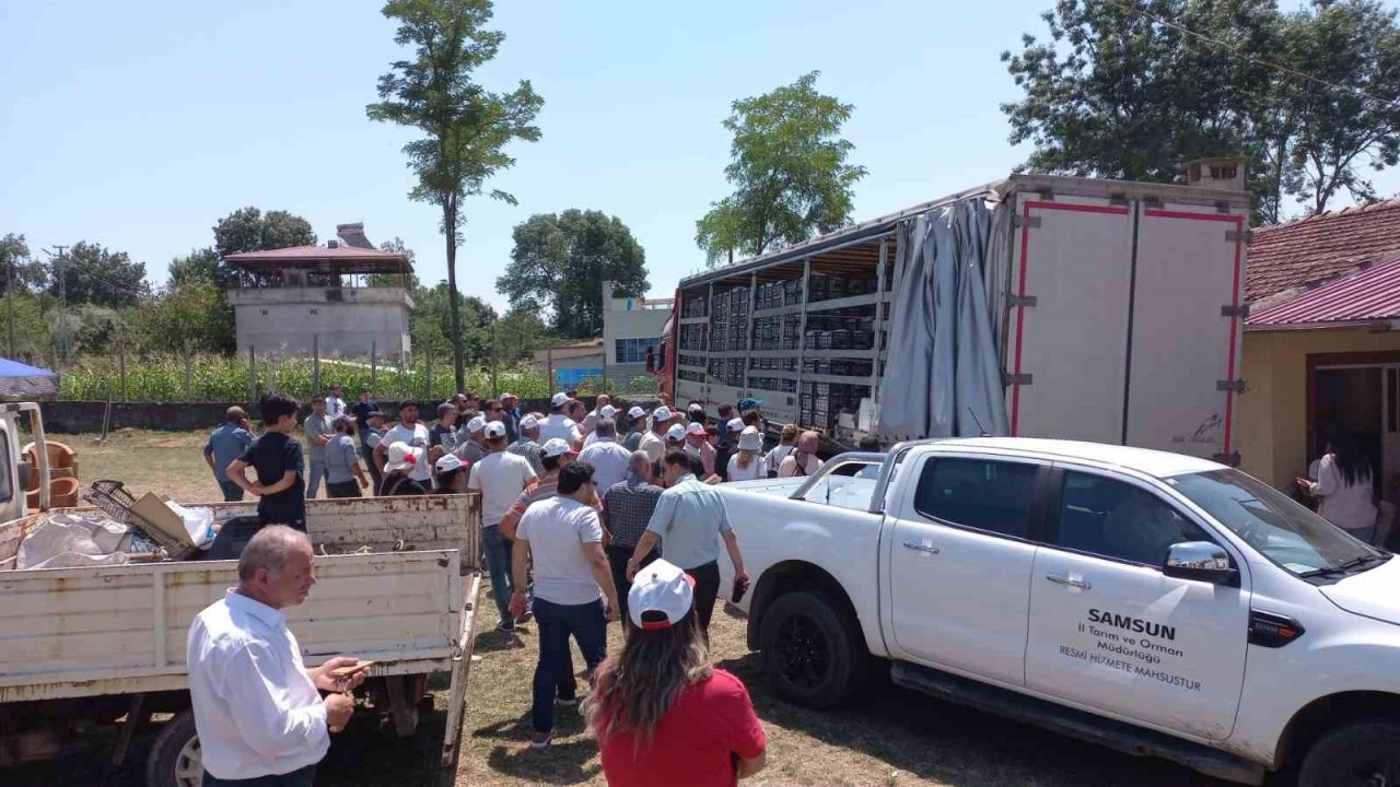 Samsun’da çilek üreticisine 750 bin fide desteği