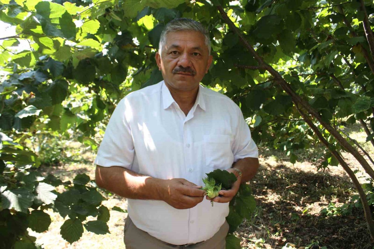Fındık üreticisine ’erken hasat’ uyarısı: Zararı 240 milyon TL