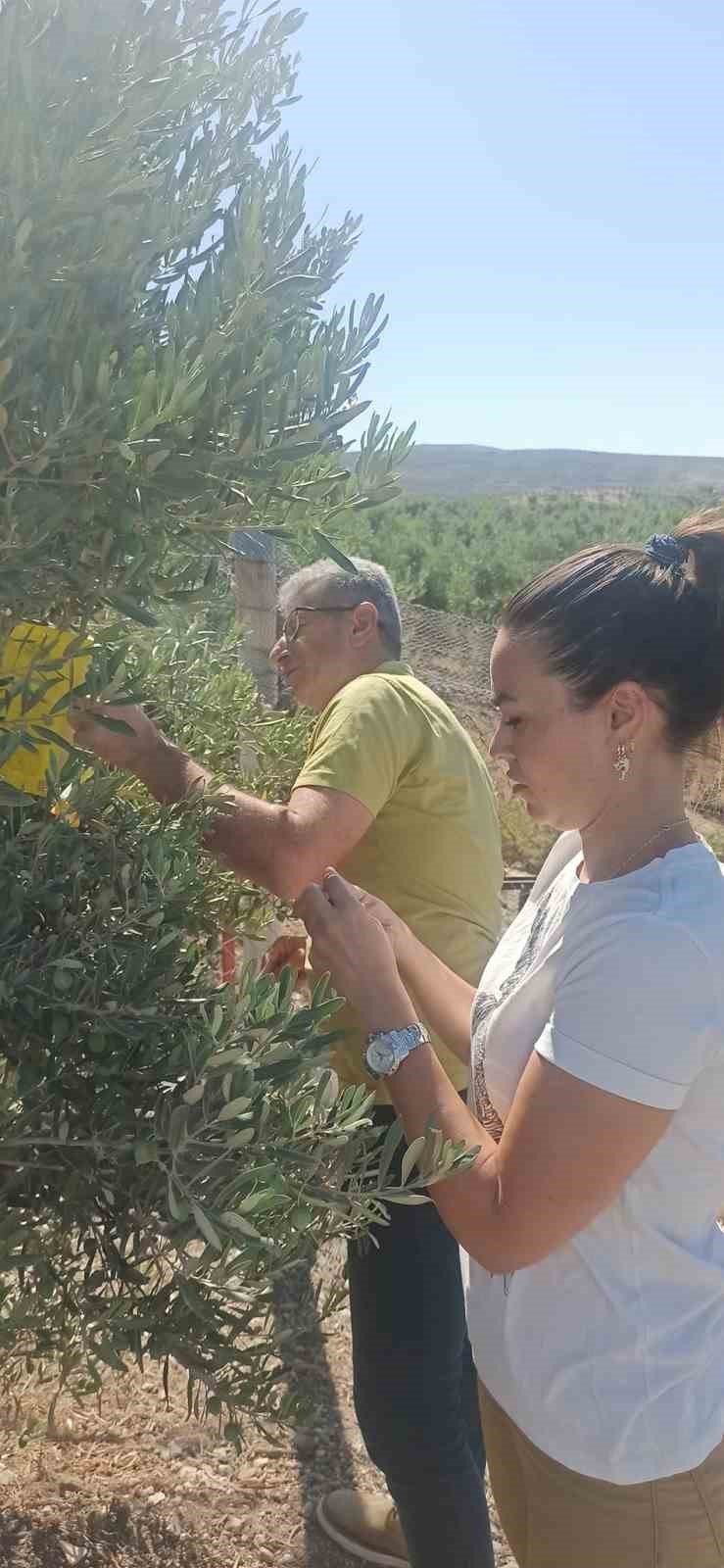 Zeytincilere “ilaçlama” çağrısı