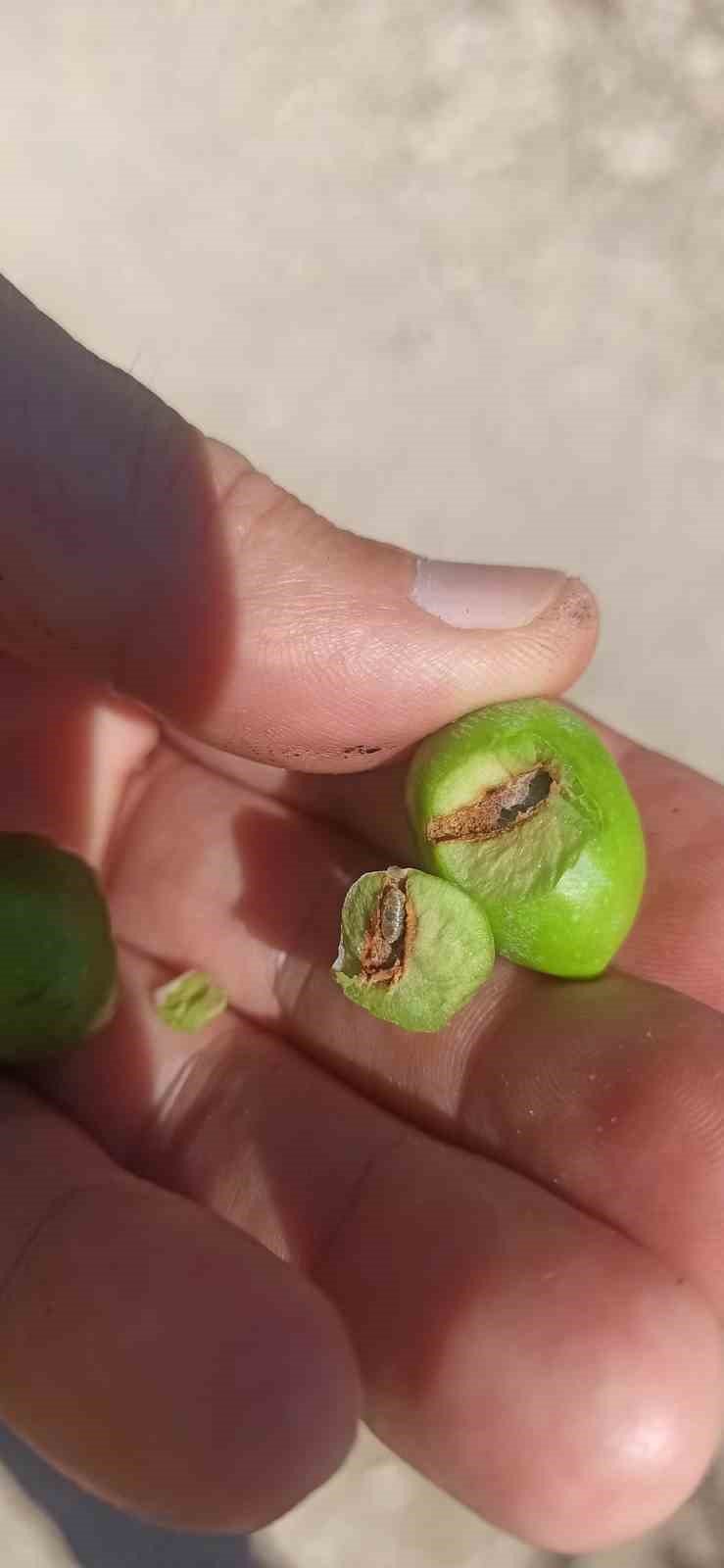 Zeytincilere “ilaçlama” çağrısı