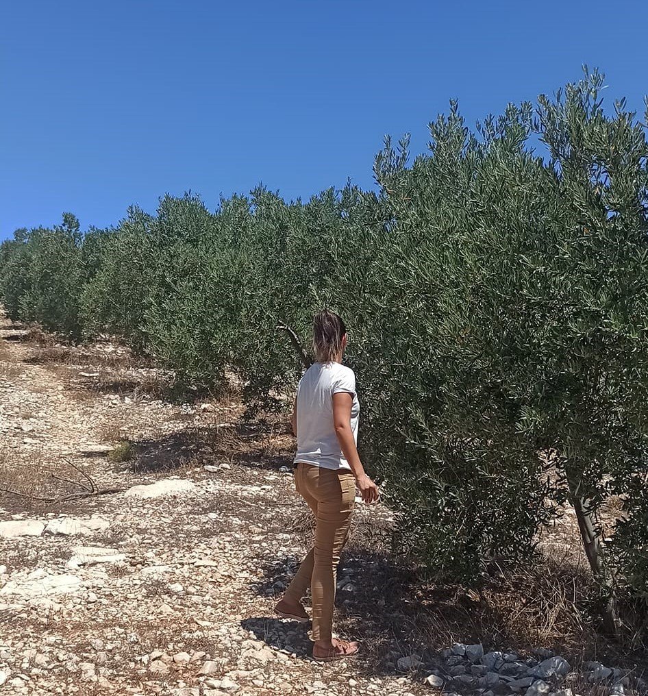 Zeytincilere “ilaçlama” çağrısı