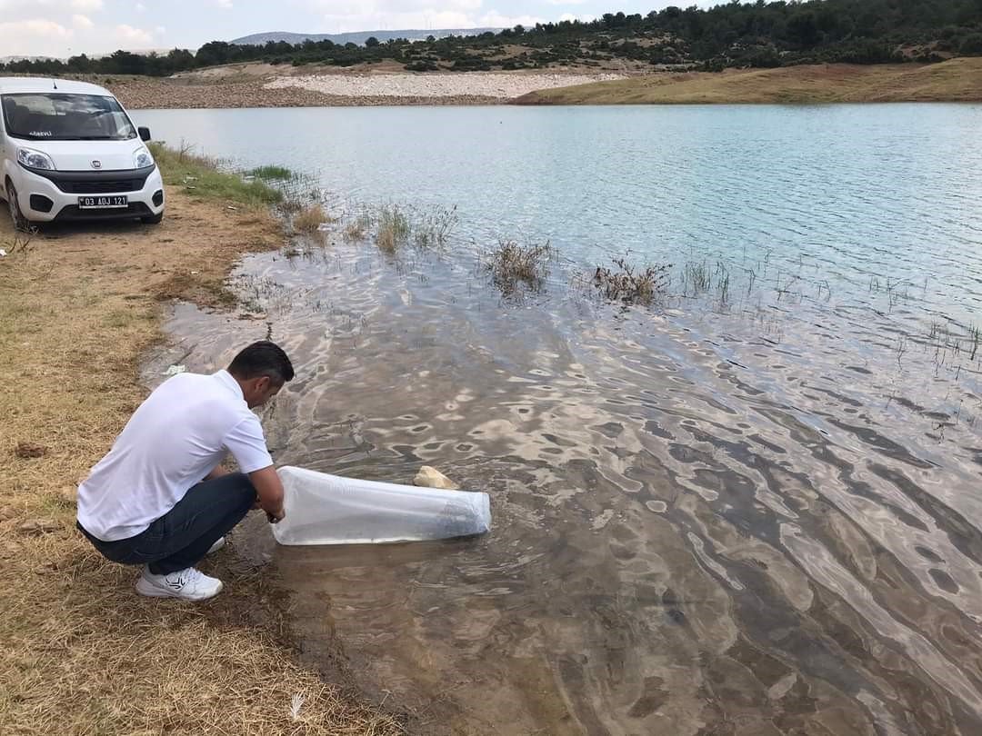 Dinar’da 100 bin balık göletlere bırakıldı