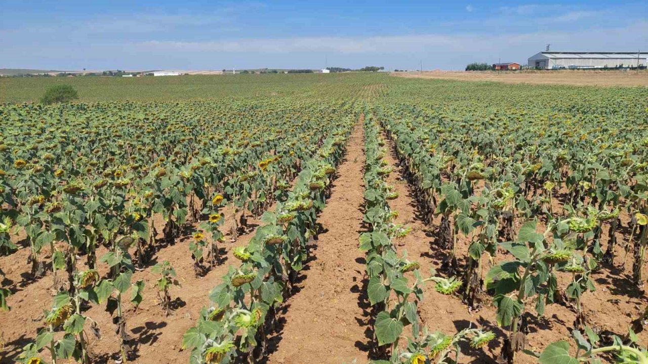 Son yılların en büyük kuraklığı yaşanıyor: Ayçiçeği bücür kaldı