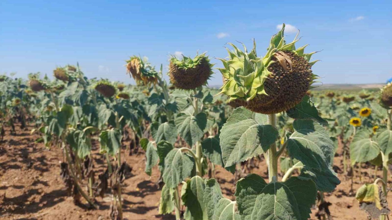 Son yılların en büyük kuraklığı yaşanıyor: Ayçiçeği bücür kaldı