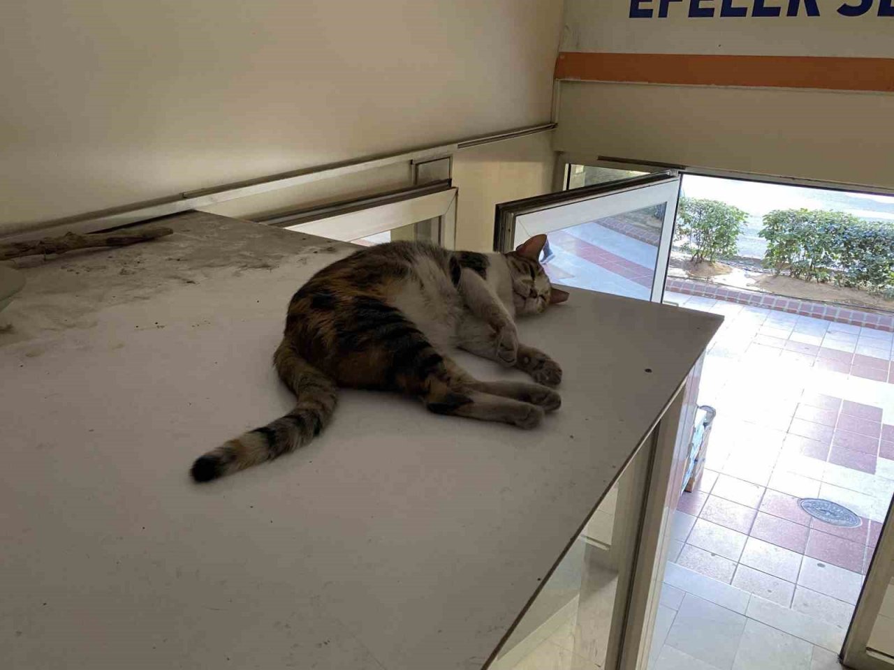 Sevimli kedi sıcak havadan parti binasına sığınarak korunmaya çalıştı