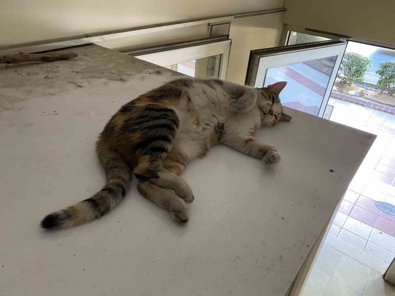 Sevimli kedi sıcak havadan parti binasına sığınarak korunmaya çalıştı