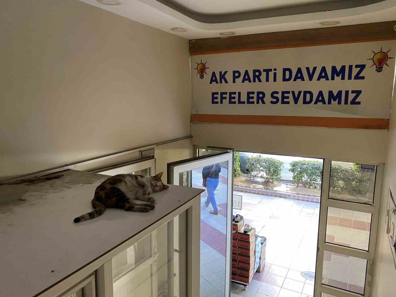 Sevimli kedi sıcak havadan parti binasına sığınarak korunmaya çalıştı