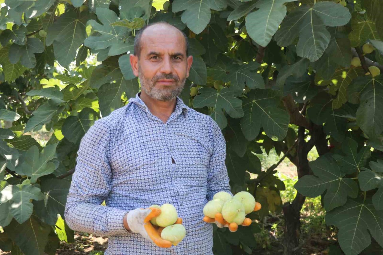 Tescilli Abbas incirinde hasat başladı