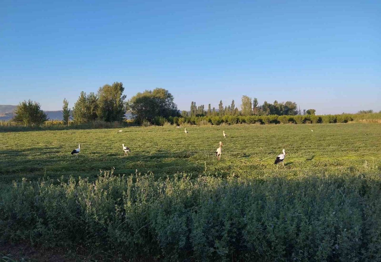 Yonca hasadına eşlik eten tilki ve leylekler nasiplerini topladı