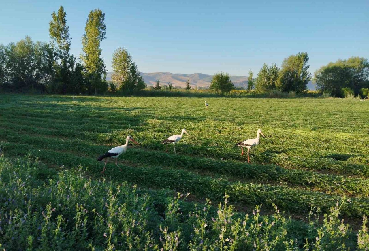 Yonca hasadına eşlik eten tilki ve leylekler nasiplerini topladı