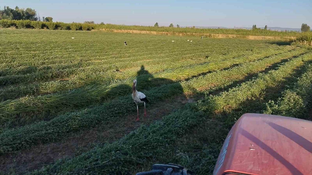 Yonca hasadına eşlik eten tilki ve leylekler nasiplerini topladı