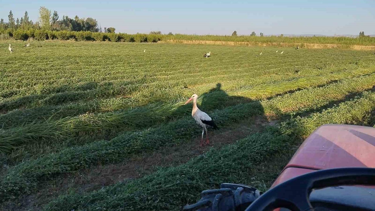 Yonca hasadına eşlik eten tilki ve leylekler nasiplerini topladı