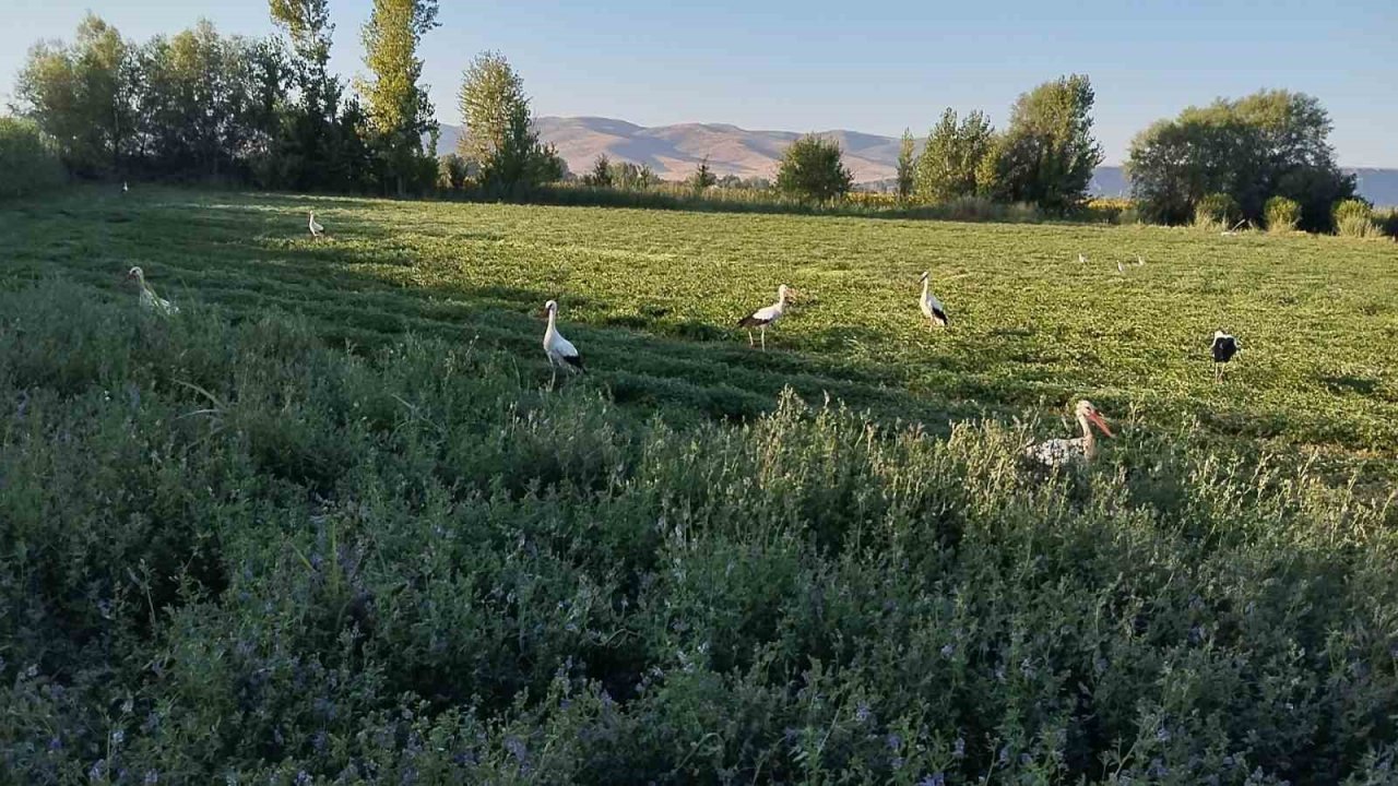 Yonca hasadına eşlik eten tilki ve leylekler nasiplerini topladı