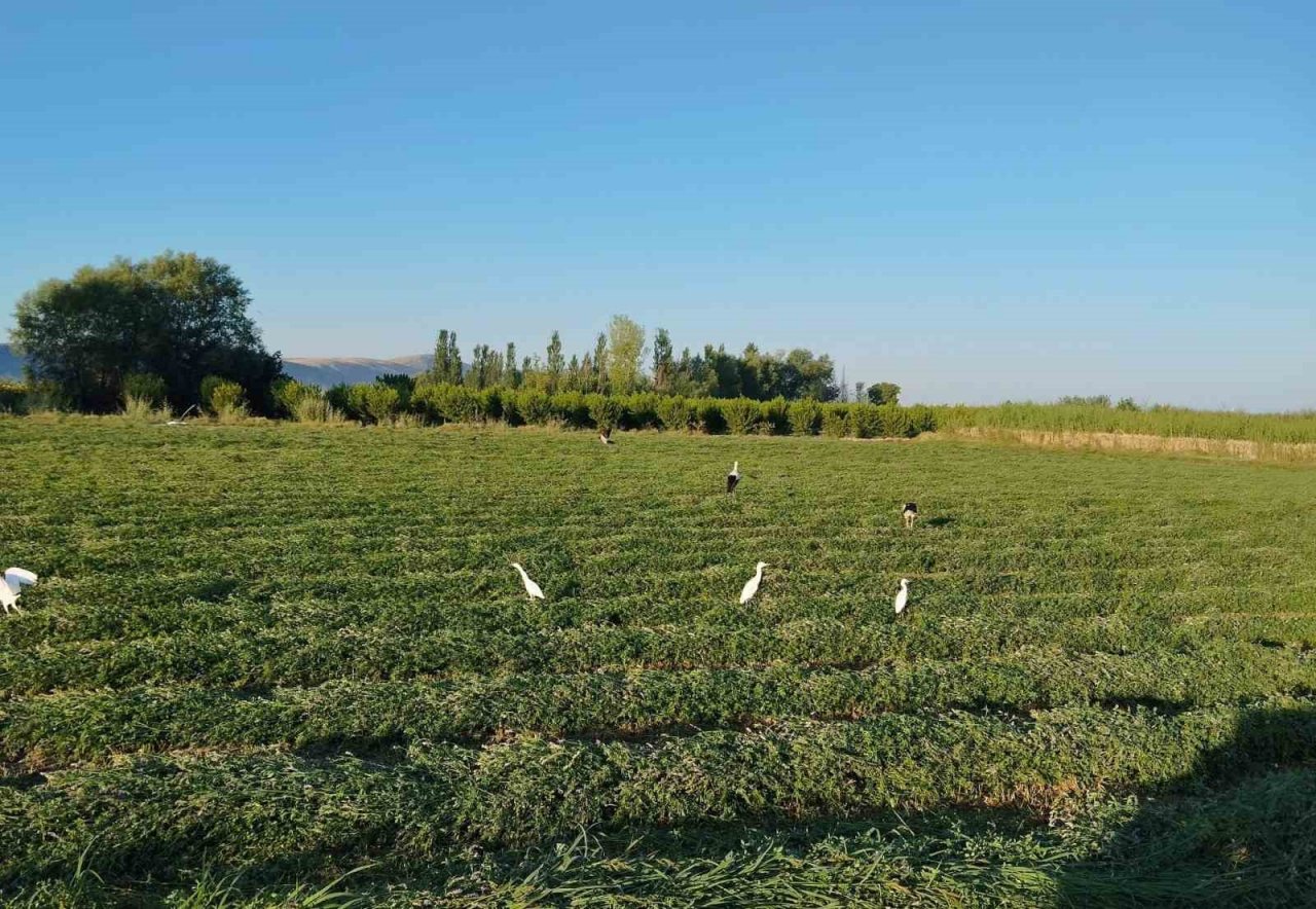 Yonca hasadına eşlik eten tilki ve leylekler nasiplerini topladı