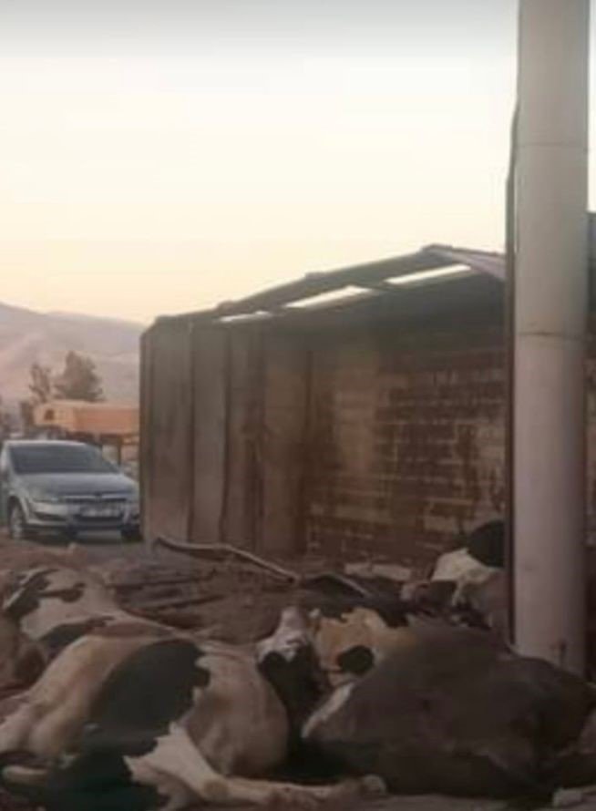 Elazığ’da büyükbaş hayvan taşıyan kamyon devrildi, 11 hayvan telef oldu