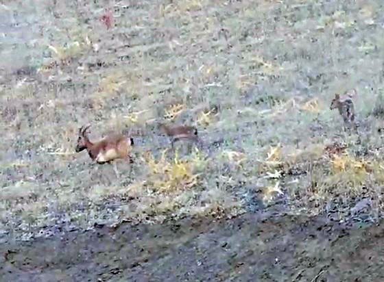 Dağ keçisi yavrularıyla birlikte görüntülendi
