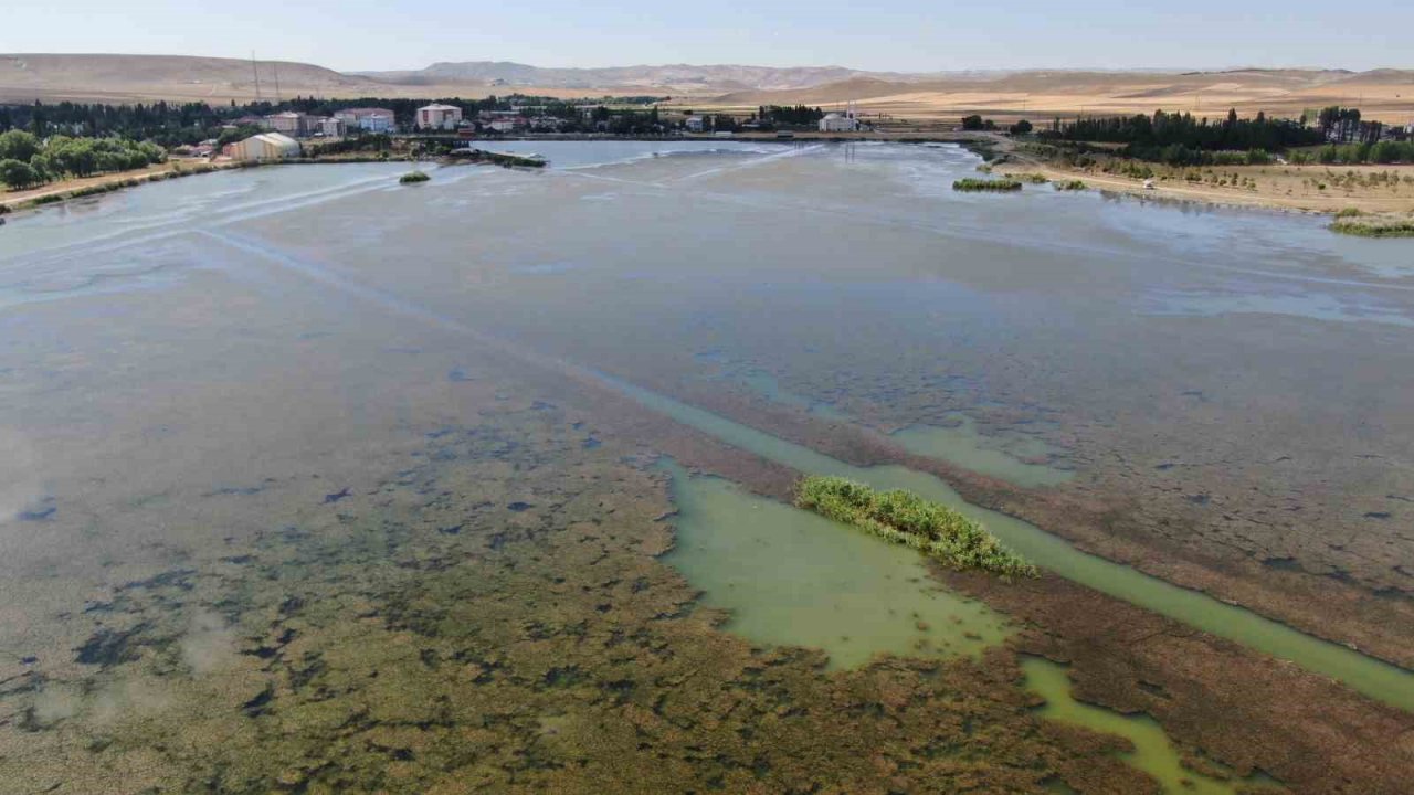 Sivas’ta ilginç doğa olayı, göl yosunla kaplandı