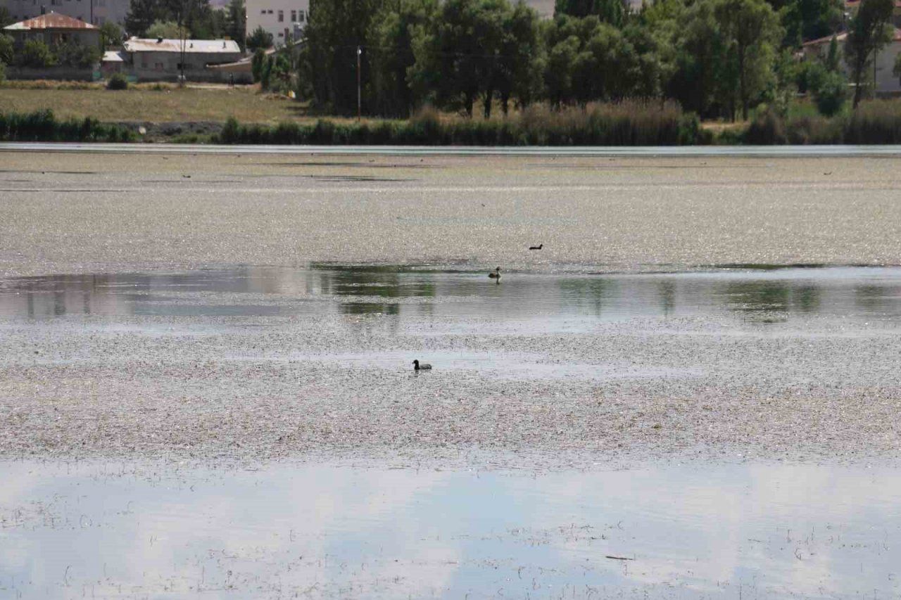Sivas’ta ilginç doğa olayı, göl yosunla kaplandı