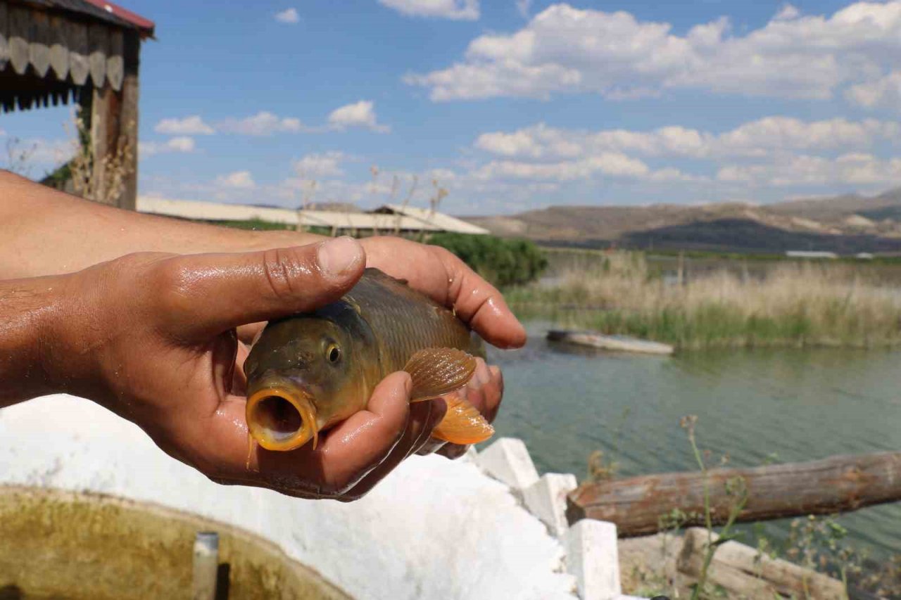 Sivas’ta ilginç doğa olayı, göl yosunla kaplandı