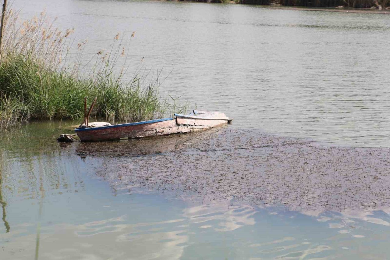 Sivas’ta ilginç doğa olayı, göl yosunla kaplandı