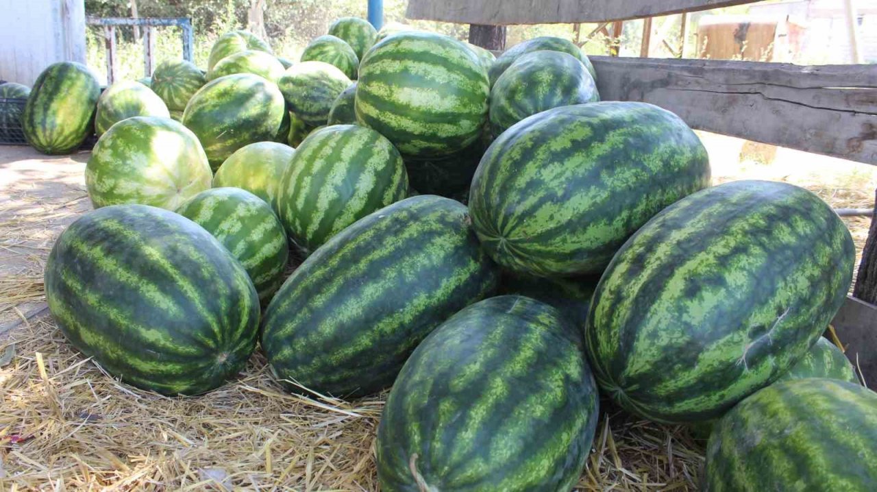 Iğdır’da yetiştirilen sebze ve meyveler il dışına satılıyor