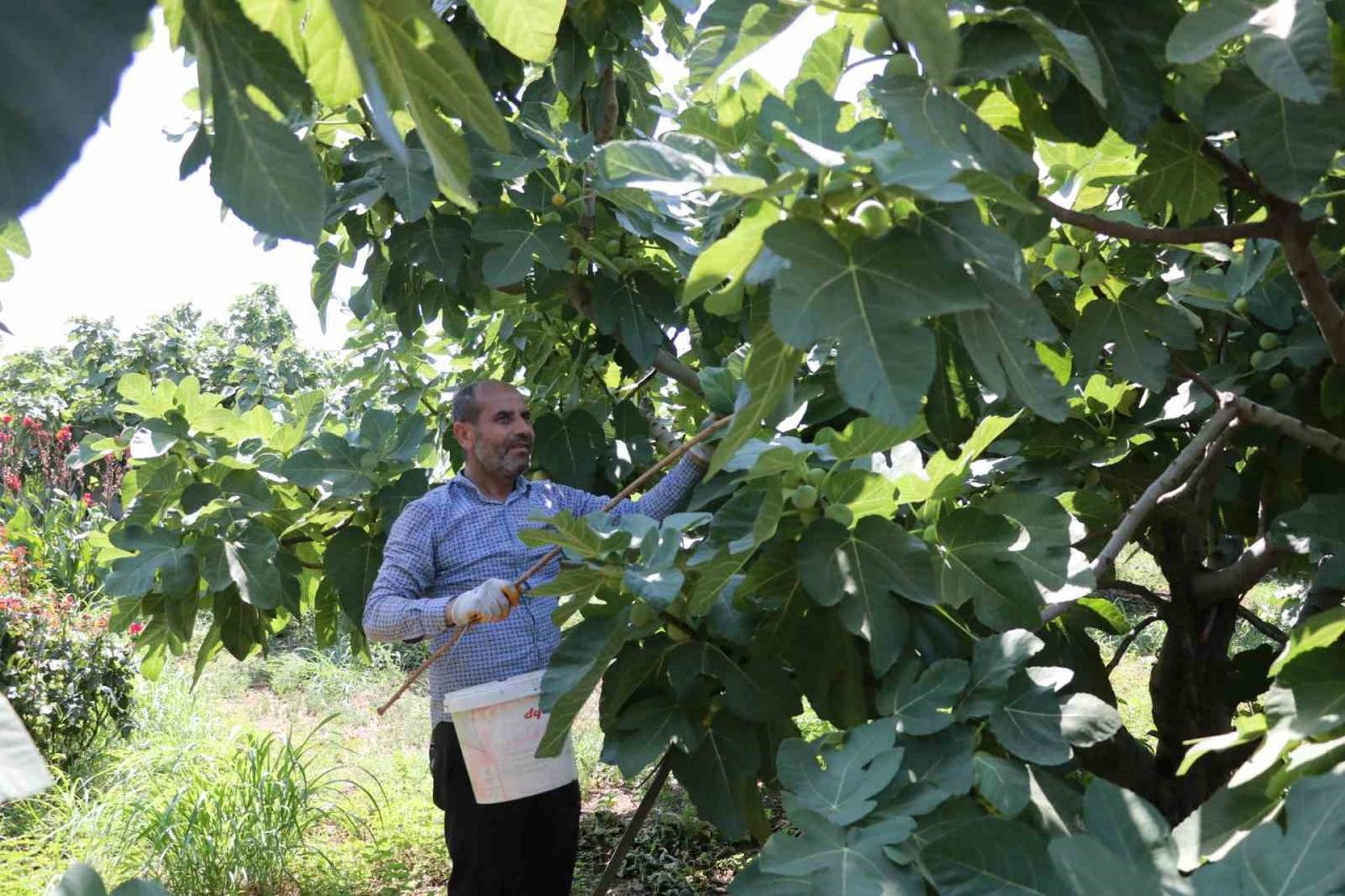 Tescilli Abbas incirinde hasat başladı